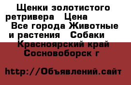 Щенки золотистого ретривера › Цена ­ 15 000 - Все города Животные и растения » Собаки   . Красноярский край,Сосновоборск г.